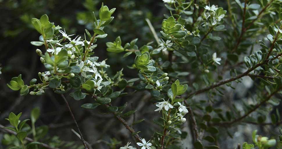 Plantas Medicinales: Buchú (Barosma betulina Pillans) Plantas Medicinales: Buchú (Barosma betulina Pillans)