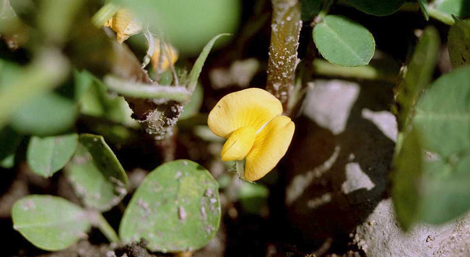 Aceite Vegetal de Cacahuete (Arachis hypogaea)