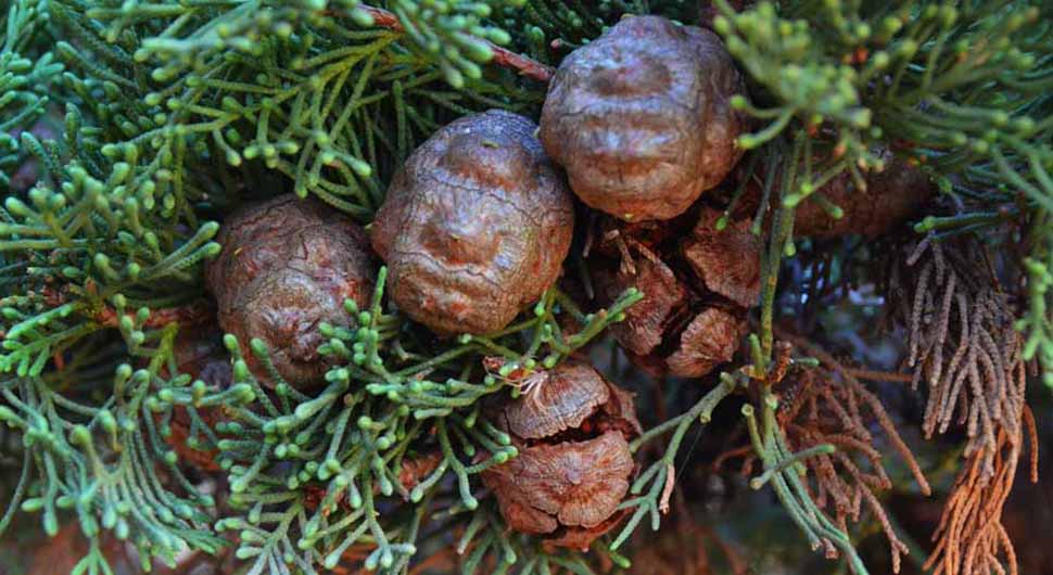 Hidrolato de Ciprés (Cupressus sempervirens)