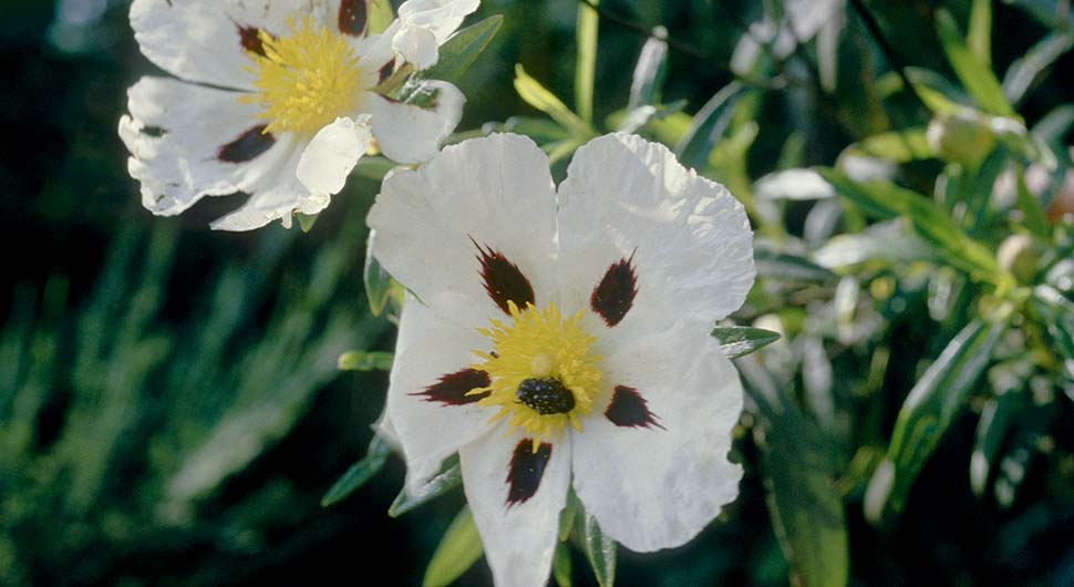 Hidrolato de Jara (Cistus ladaniferus)