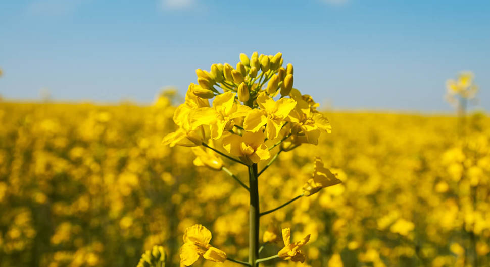 Aceite Vegetal de Colza (Brassica napus) Aceite Vegetal de Colza (Brassica napus)