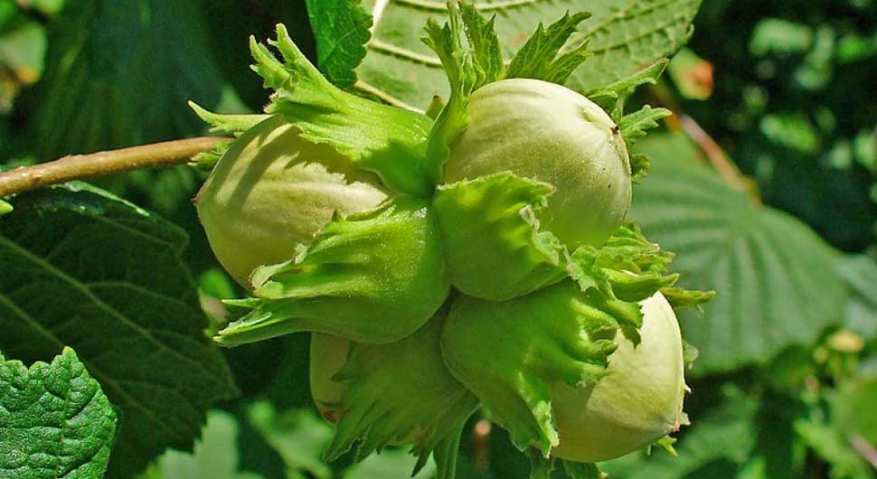Aceite Vegetal de Avellana (Corylus avellana) Aceite Vegetal de Avellana (Corylus avellana)
