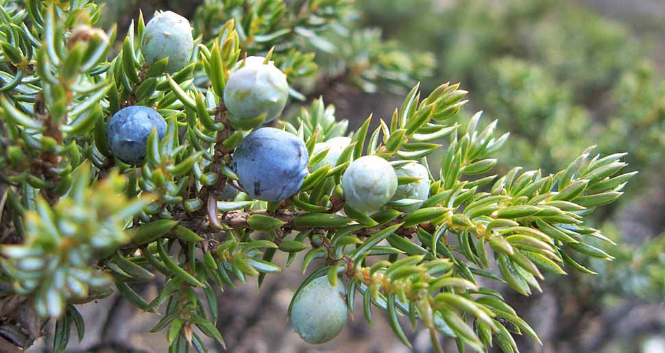 Aceite Esencial de Enebro Rastrero (Juniperus communis var. montana) Aceite Esencial de Enebro Rastrero (Juniperus communis var. montana)