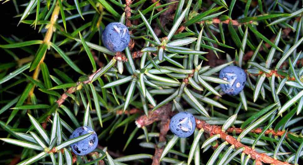 Hidrolato de Enebro (Juniperus communis) Hidrolato de Enebro (Juniperus communis)