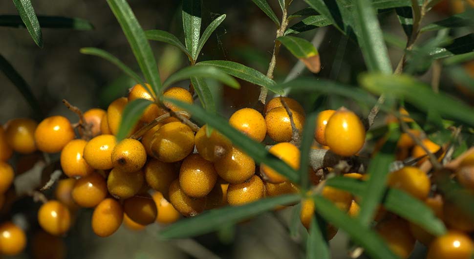 Aceite Vegetal de Espino Amarillo (Hippophae rhamnoides)