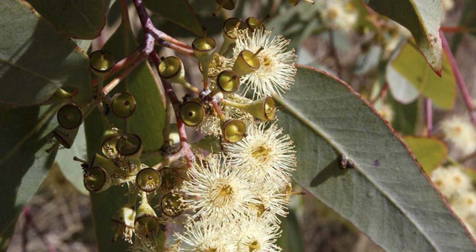 Aceite Esencial de Eucalipto Staigeriana (Eucalyptus staigeriana)