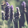 Curso de Medicina Aromática