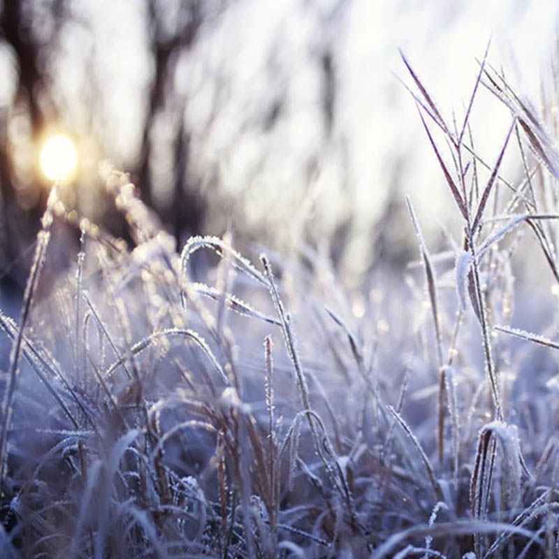 Estaciones, Meridianos y Aceites Esenciales según la Medicina China: el Invierno
