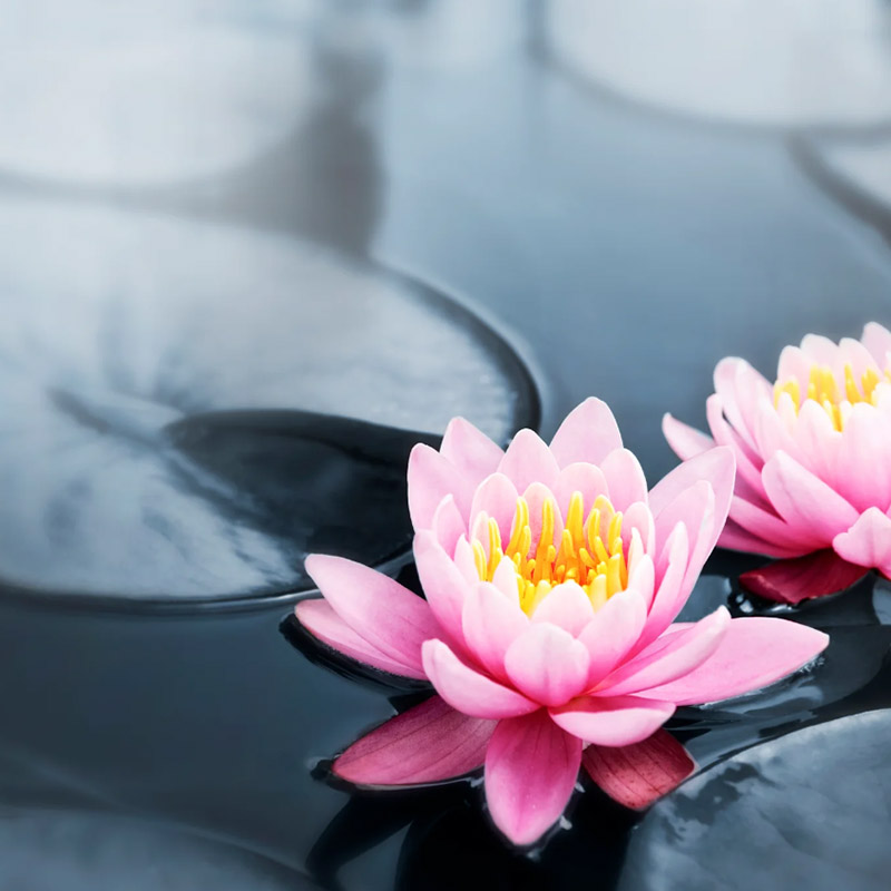 Aromaterapia Ayurvédica: Aceites Esenciales para una Salud Óptima