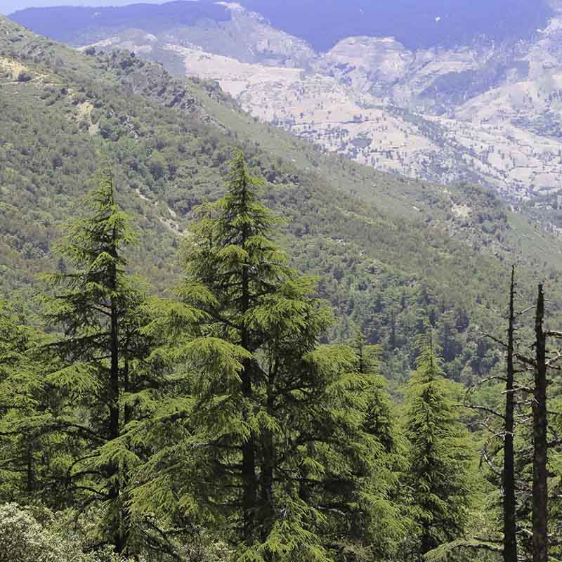 Cuidado Facial con Aceite Esencial de Cedro del Atlas