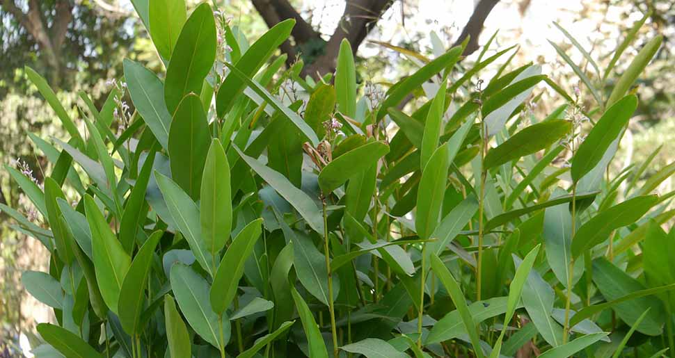 Aceite Esencial de Galanga (Alpinia galanga) Aceite Esencial de Galanga (Alpinia galanga)