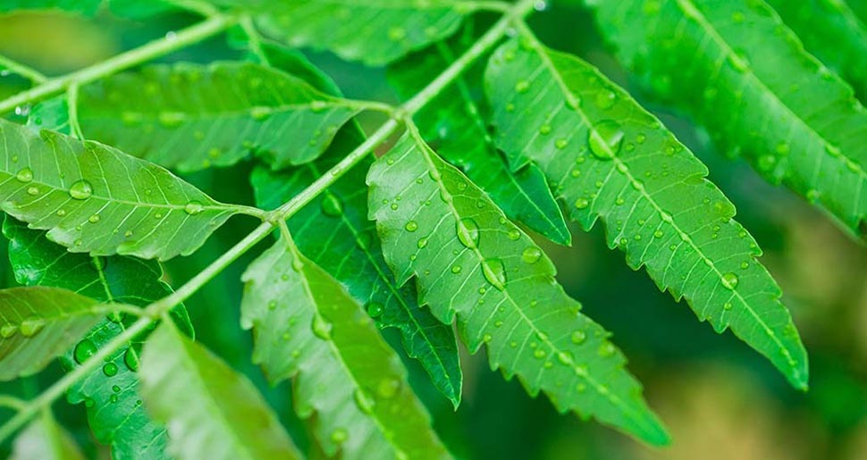 Aceite Vegetal de Árbol del Neem