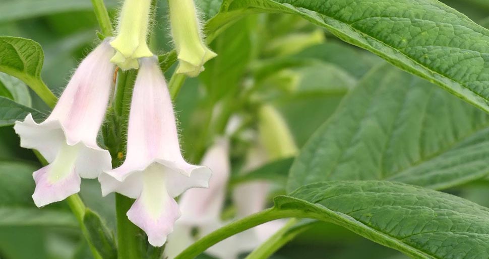 Aceite Vegetal de Semillas de Sésamo