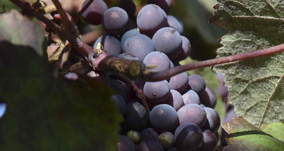 Aceite Vegetal de Semillas de Uva