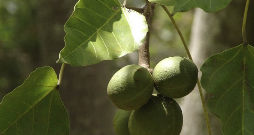 Aceite Vegetal de Árbol del Candil o Nogal de la India