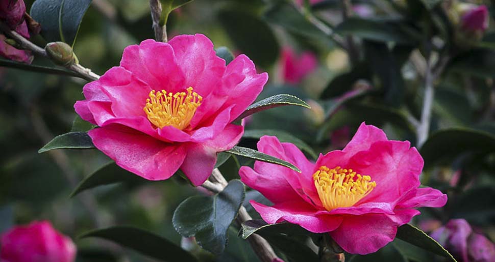 Aceite Vegetal de Camelia