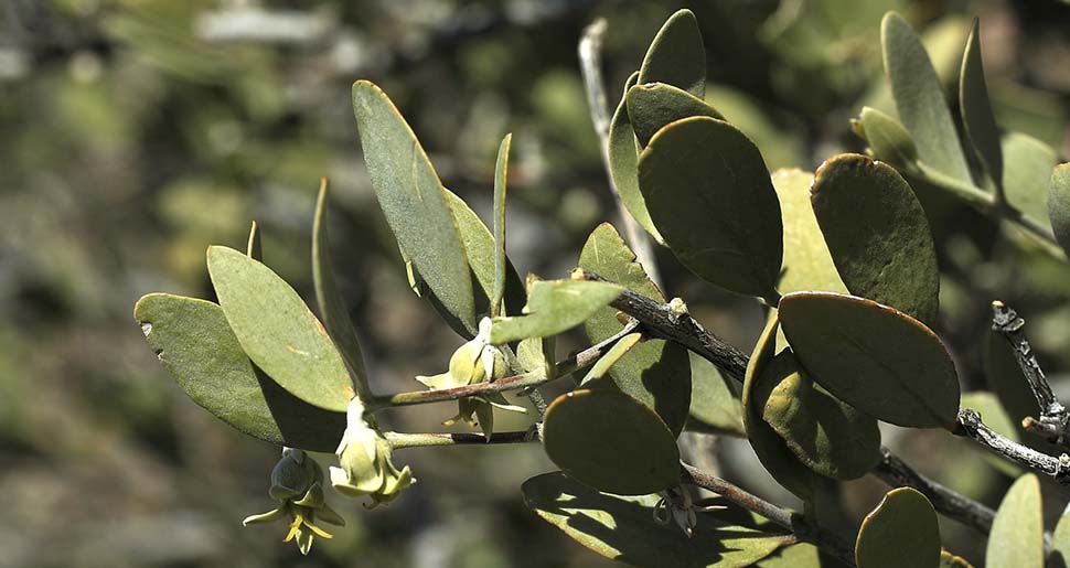 Aceite Vegetal de Jojoba