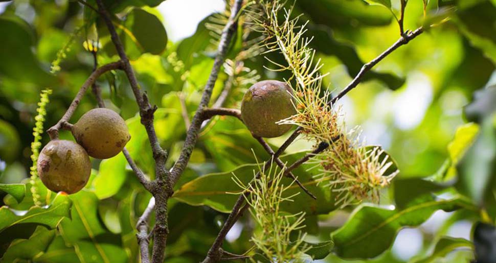 Aceite Vegetal de Nuez de Macadamia
