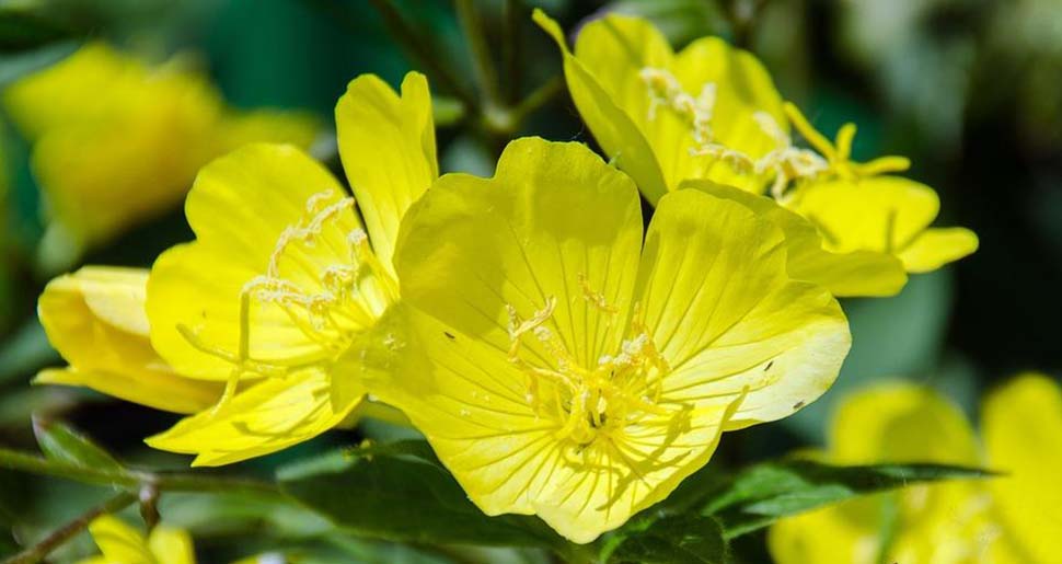 Aceite Vegetal de Onagra