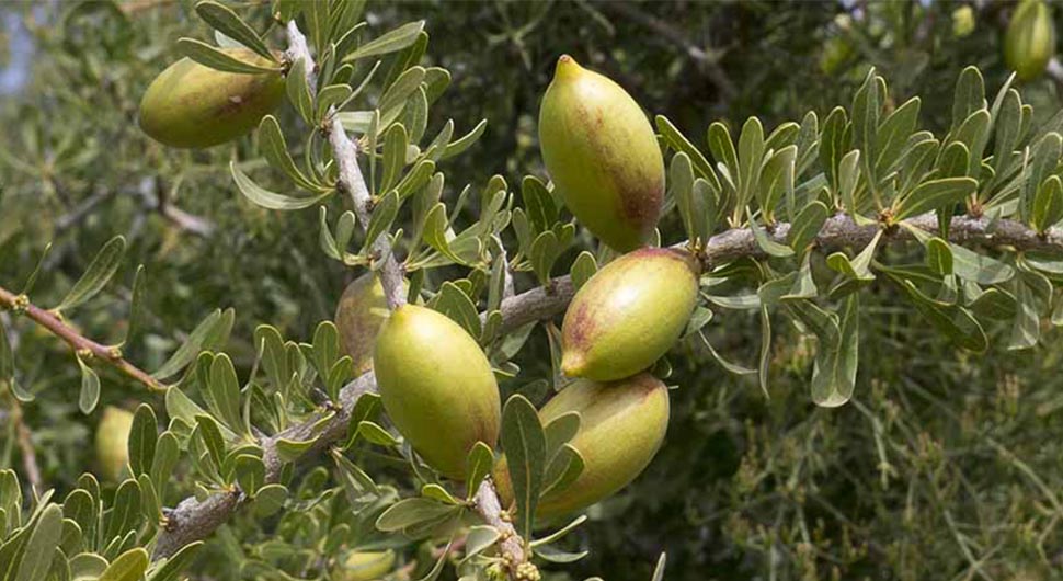 Aceites muy Nutritivos