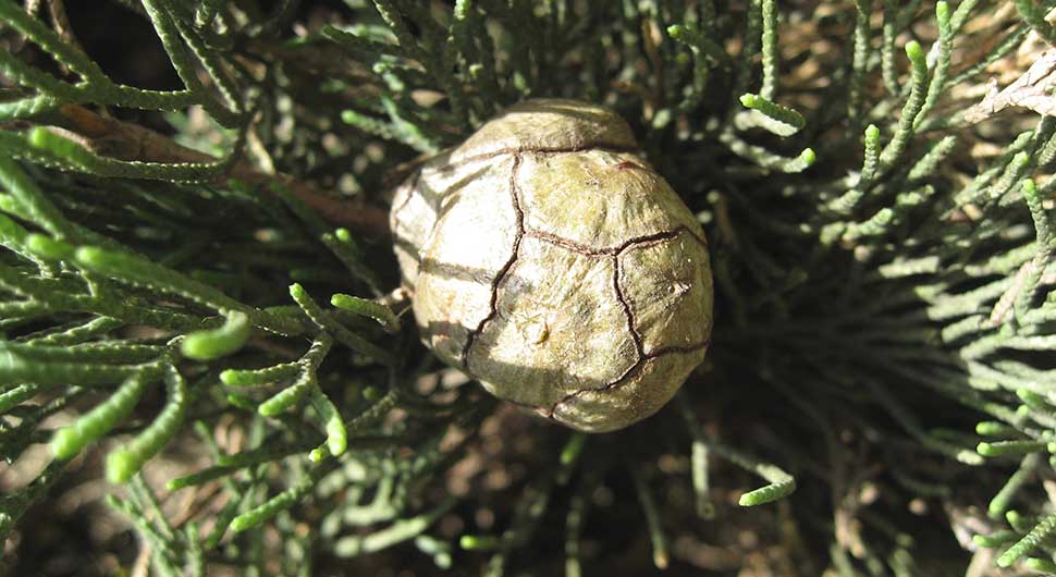 Aceite Esencial de Ciprés