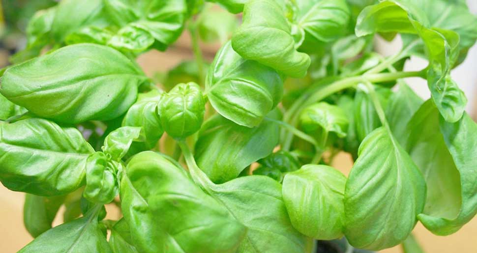 Aceite Esencial de Albahaca Exótica o Tropical