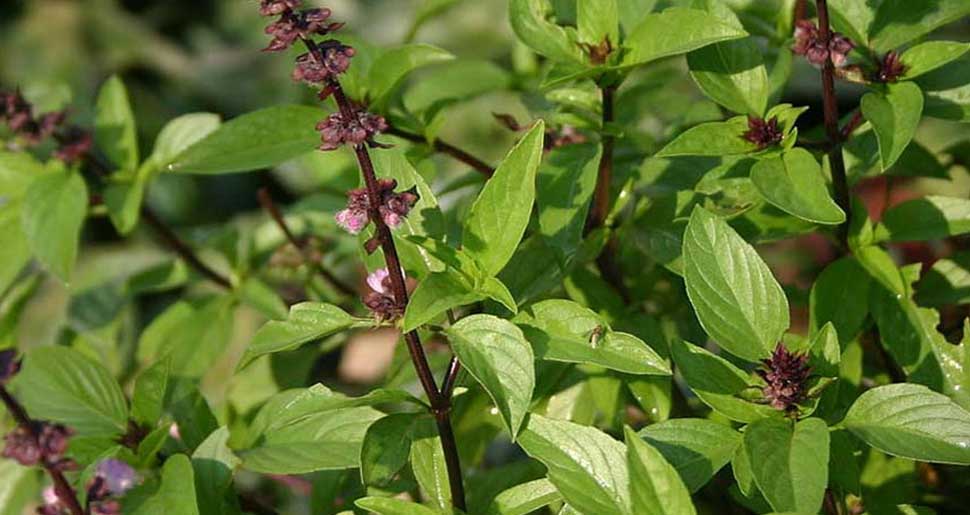 Aceite Esencial de Albahaca Sagrada (Tulsi)