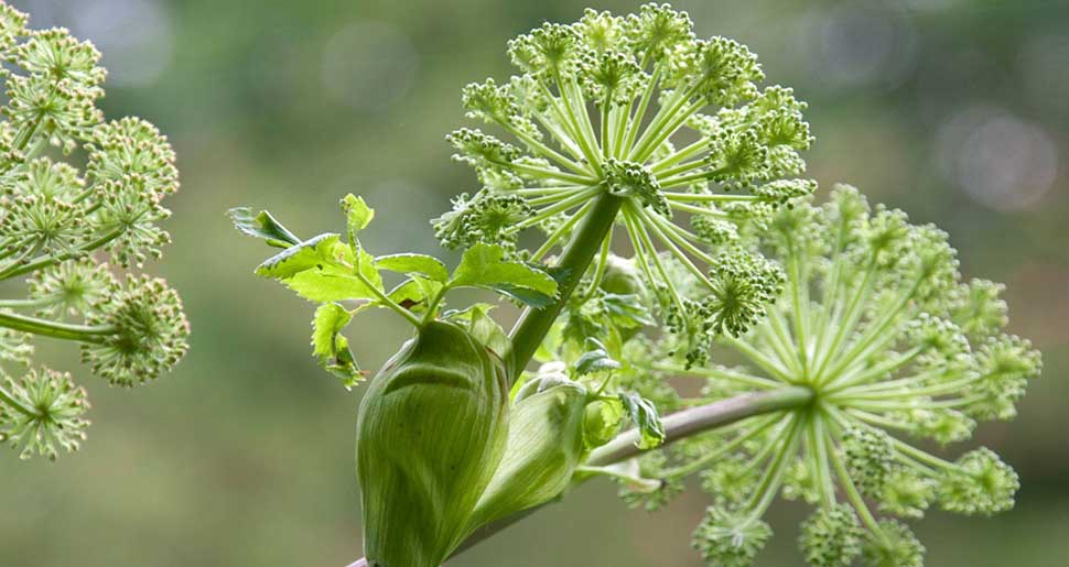 Aceite Esencial de Raíz de Angélica