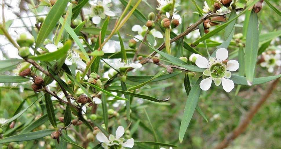 Aceite Esencial de Árbol del Té Limón