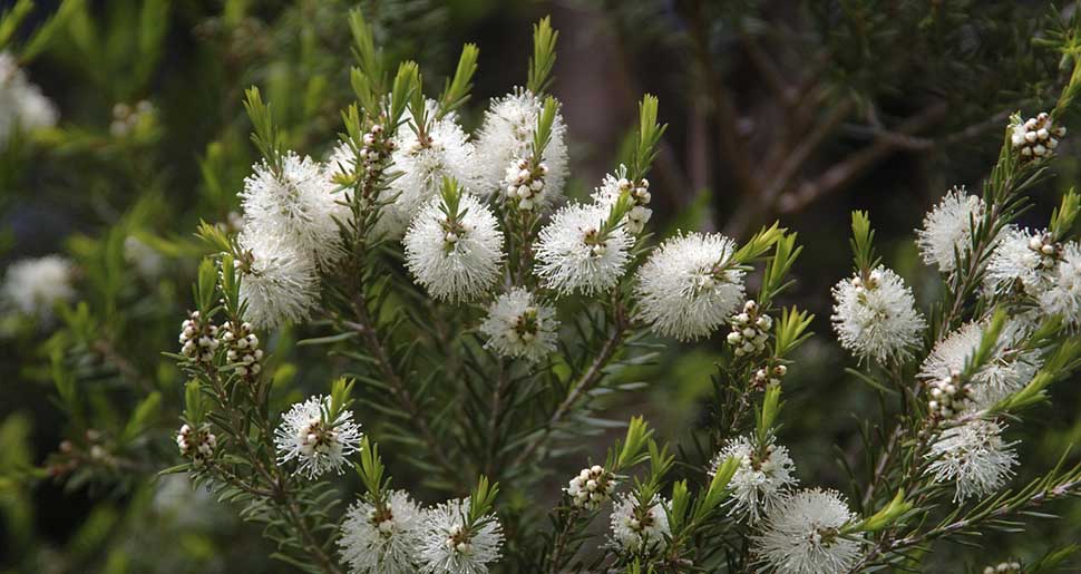 Aceite Esencial de Árbol del Té (Melaleuca alternifolia) Aceite Esencial de Árbol del Té (Melaleuca alternifolia)