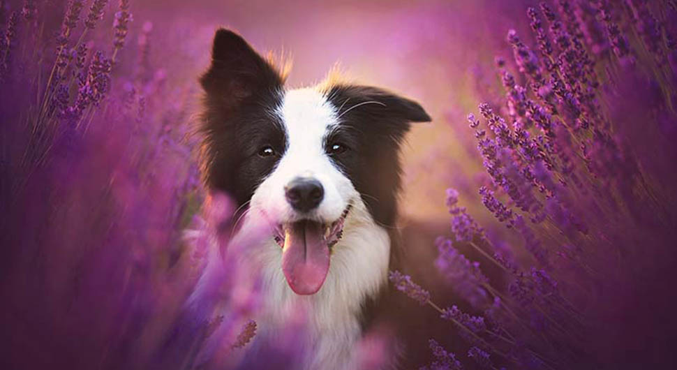 Aromaterapia en Animales
