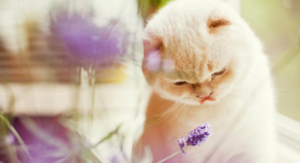 Aromaterapia para Gatos