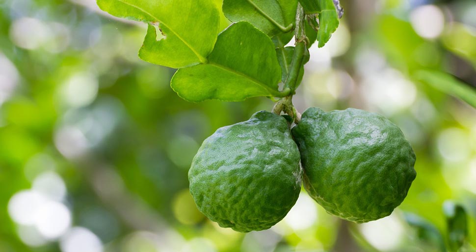 Aceite Esencial de Bergamota