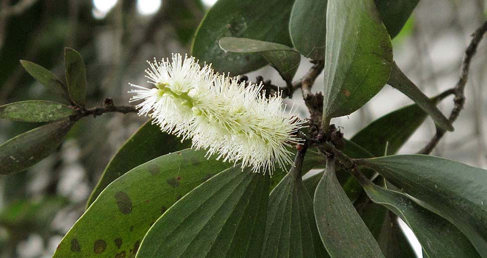 Aceite Esencial de Cajeput