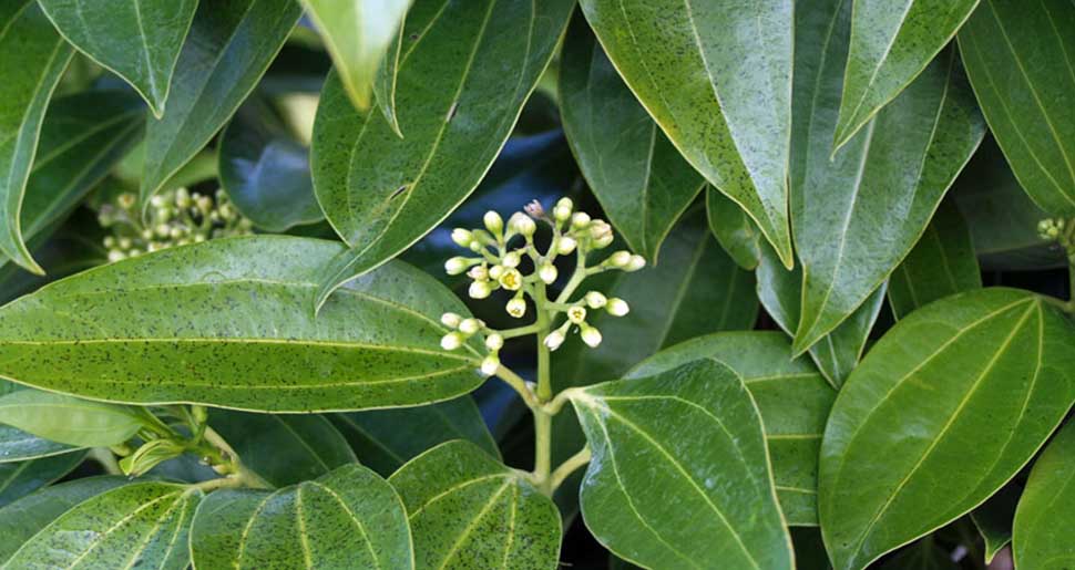 Aceite Esencial de Canela de Ceilán - Hojas (Cinnamomum verum o zeylanicum) Aceite Esencial de Canela de Ceilán - Hojas (Cinnamomum verum o zeylanicum)