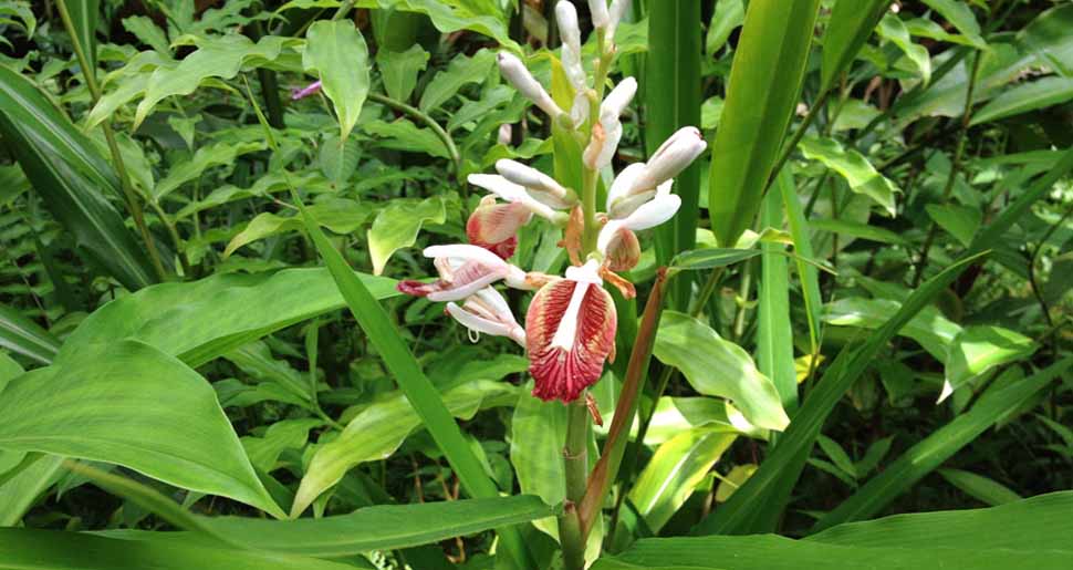 Aceite Esencial de Cardamomo