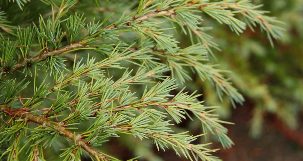 Aceite Esencial de Madera de Cedro del Himalaya