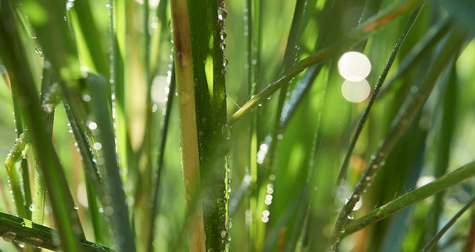 Aceite Esencial de Cerillo o Lemongrass