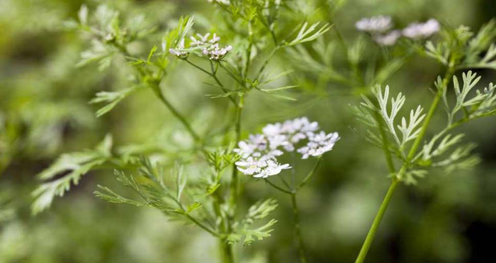 Aceite Esencial de Cilantro o Coriandro