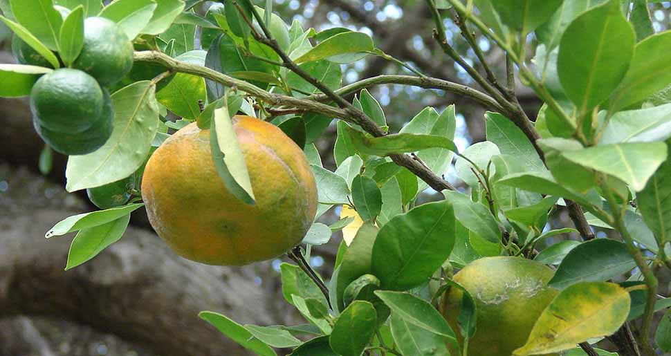 Aceite Esencial de Clementina