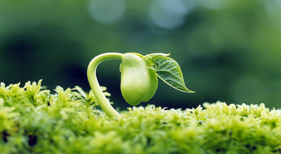 Manifestación de la Conciencia en las Plantas