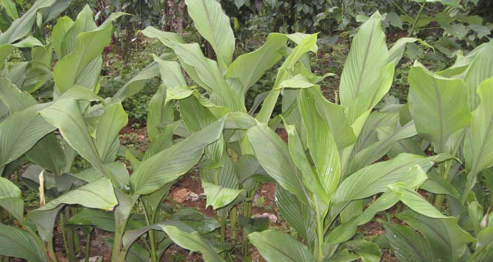 Aceite Esencial de Cúrcuma