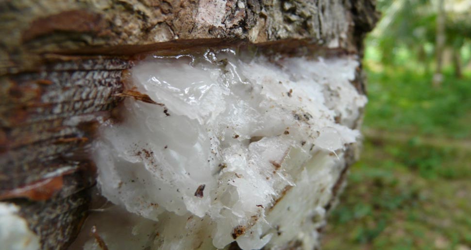 Aceite Esencial de Elemí