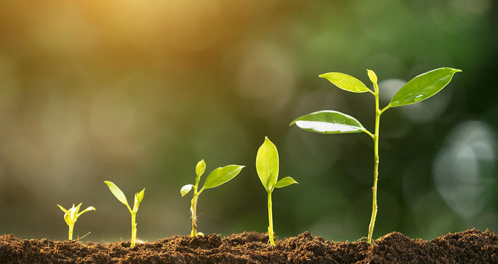 Plantas & Espiritualidad