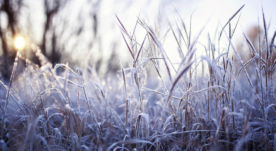 Estaciones, Meridianos y Aceites Esenciales según la Medicina China: el Invierno