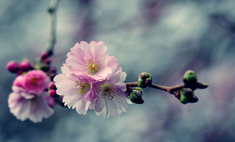 Estaciones, Meridianos y Aceites Esenciales según la Medicina China: la Primavera