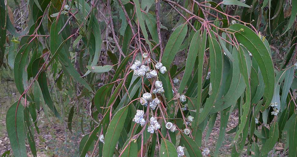 Aceite Esencial de Eucalipto Globulus