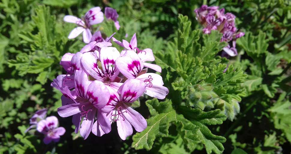 Aceite Esencial de Geranio
