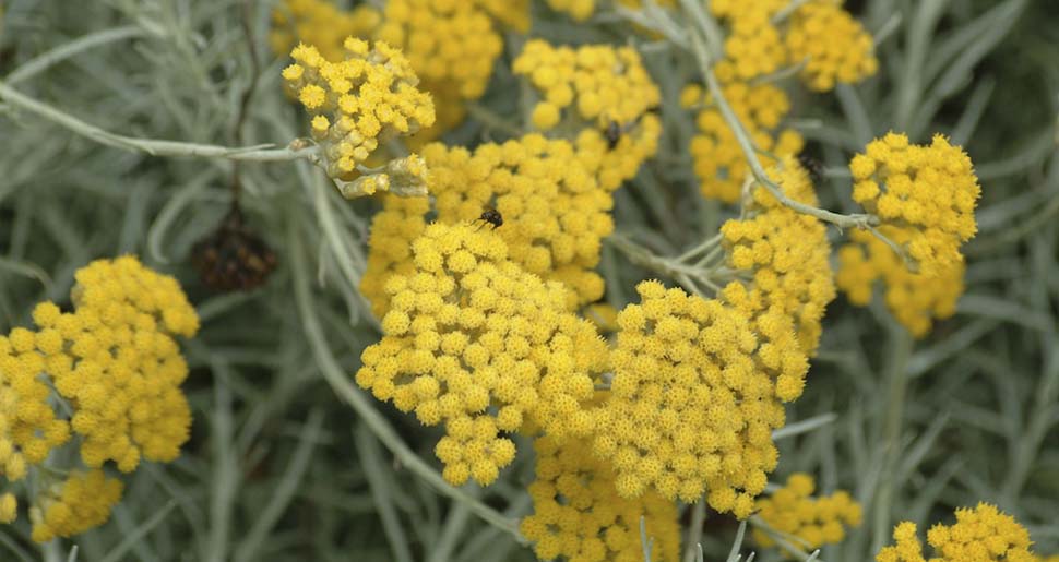 Aceite Esencial de Siempreviva o Helicriso italiano