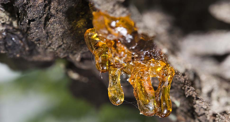 Aceite Esencial de Incienso